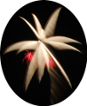 Fireworking.com